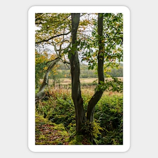 Autumn Tree Landscape Scene Sticker